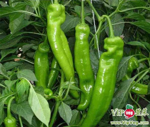 山東濰坊壽光_供應(yīng)無公害辣椒_辣椒價(jià)格行情(產(chǎn)地)_vip蔬菜網(wǎng)