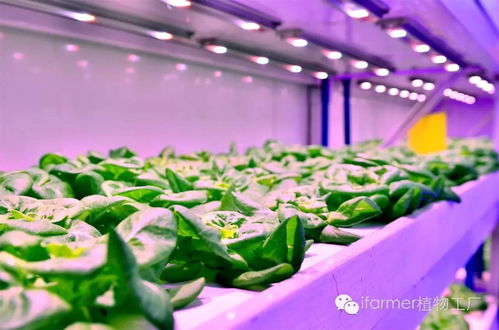 餐桌背后的中國 給現(xiàn)實(shí)中的食品工業(yè)來一點(diǎn)科幻的味道