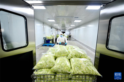 河北固安:凈菜進(jìn)京 保供首都&ldquo;菜籃子&rdquo;
