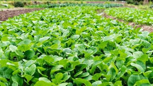 蔬菜價(jià)格10月暴漲, 菜比二師兄的肉還貴 是怎么回事