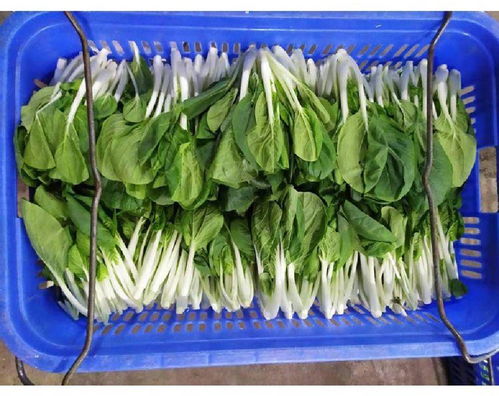 長(zhǎng)安增田工廠蔬菜配送廠家批發(fā)松崗溪頭