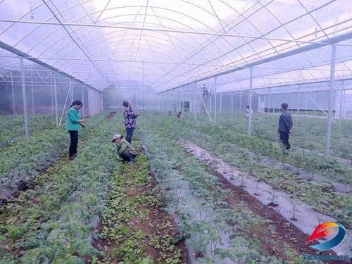 厲害了 豐都這個(gè)鎮(zhèn)投資380萬元 建成周邊區(qū)縣最大蔬菜育苗基地