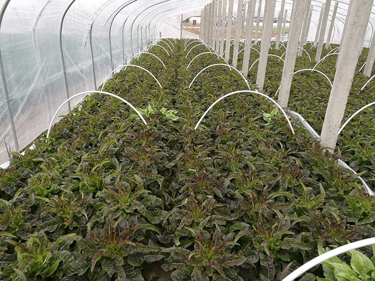 優(yōu)質萵筍 新鮮上市——綠色農(nóng)產(chǎn)品的市場機遇與價值