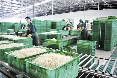 小豆芽里的“大文章” 蔬菜中的綠色營(yíng)養(yǎng)寶庫