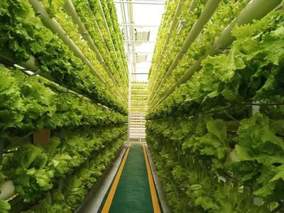 從田間地頭到餐桌前沿 蘭陵菜博會(huì)架起蔬菜新品種與魯菜預(yù)制菜的滬魯之橋